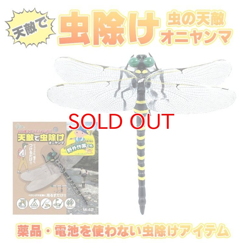 虫の王出品 812lO-2-x6L._AC_UF350,